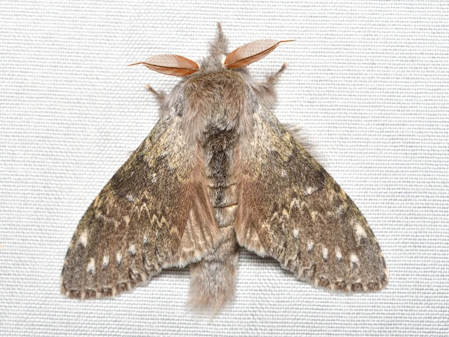 Stauropus fagi - bükkfa-púposszövő