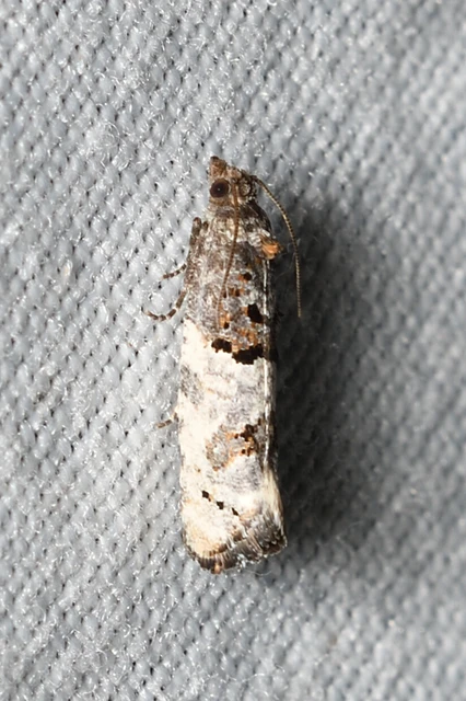 Phaneta pauperana - gyepűrózsa-tükrösmoly