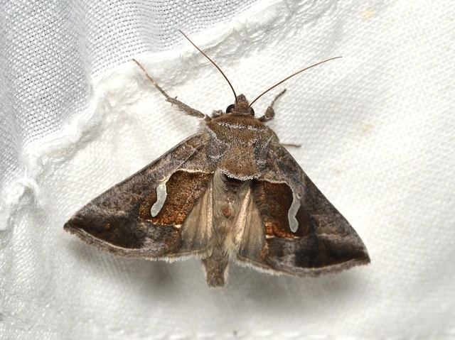 Macdunnoughia confusa - cseppfoltos ezüstbagoly