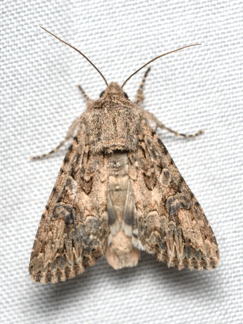 Hadula trifolii - lóherebagoly