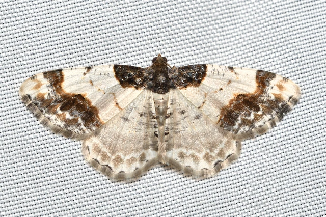 Ligdia adustata - barna levélaraszoló