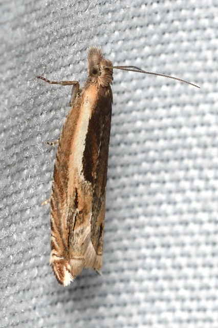 Ancylis apicella - bengesodró horgasmoly