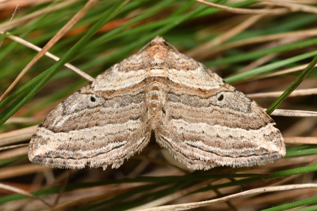 Costaconvexa polygrammata - soksávú araszoló