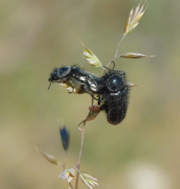 Enicopus pilosus - bundás karimásbogár