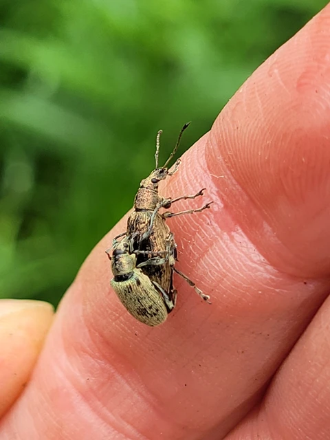 Phyllobius