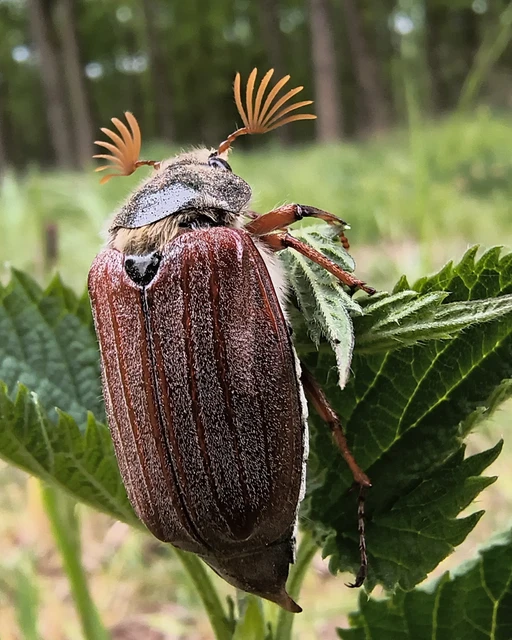 Melolontha melolontha - májusi cserebogár