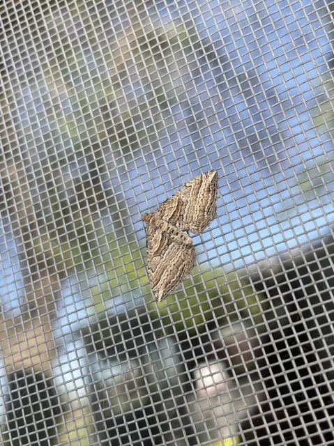 Costaconvexa polygrammata - soksávú araszoló