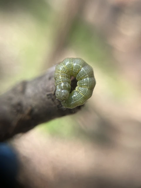 Orthosia cruda - kis barkabagoly
