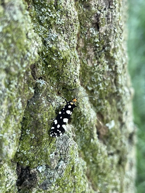 Euplocamus anthracinalis - fésűscsápú korhadékmoly