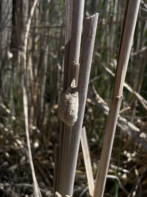 Mantis religiosa - imádkozósáska
