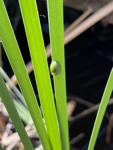 Cassida viridis - zöld pajzsbogár