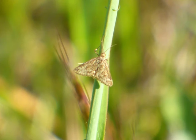 Pyrausta despicata - réti bíbormoly