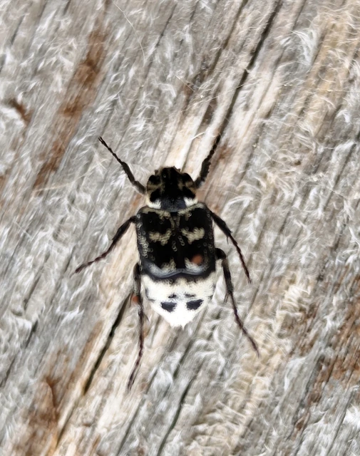 Valgus hemipterus - suta virágbogár