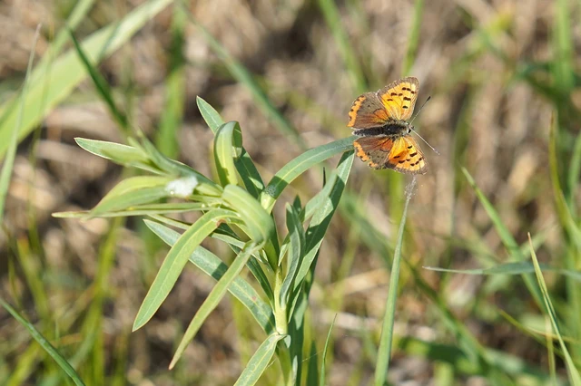 Lycaena phlaeas - közönséges tűzlepke