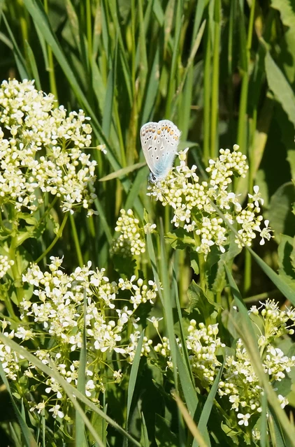 Polyommatus icarus - közönséges boglárka