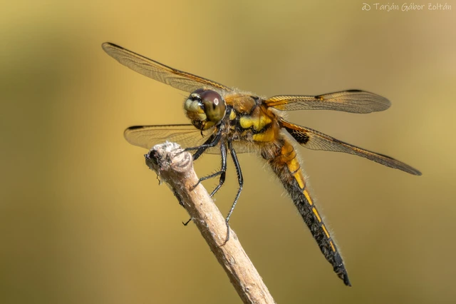 Libellula quadrimaculata - négyfoltos laposacsa
