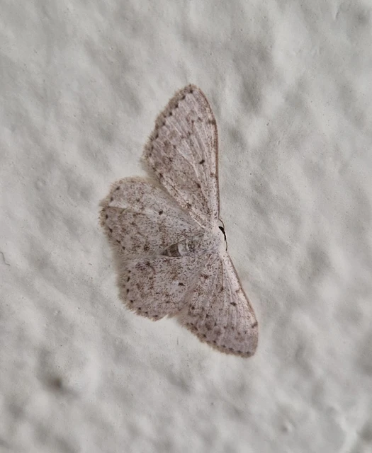 Scopula marginepunctata - pettyes sávosaraszoló
