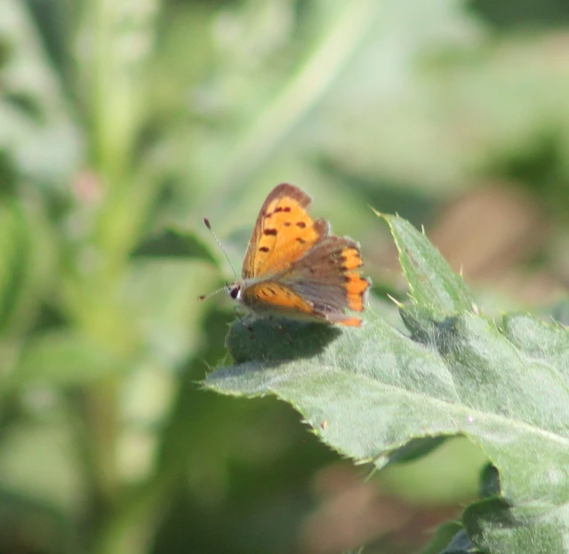 Lycaena phlaeas - közönséges tűzlepke