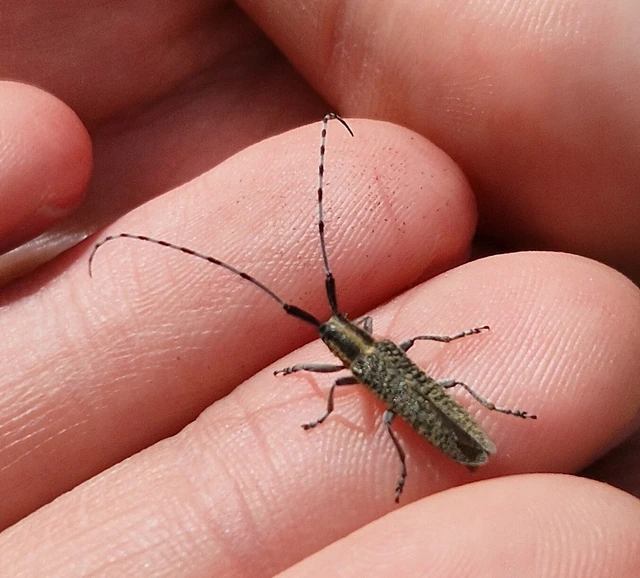 Agapanthia villosoviridescens - fehérgyűrűs bogáncscincér