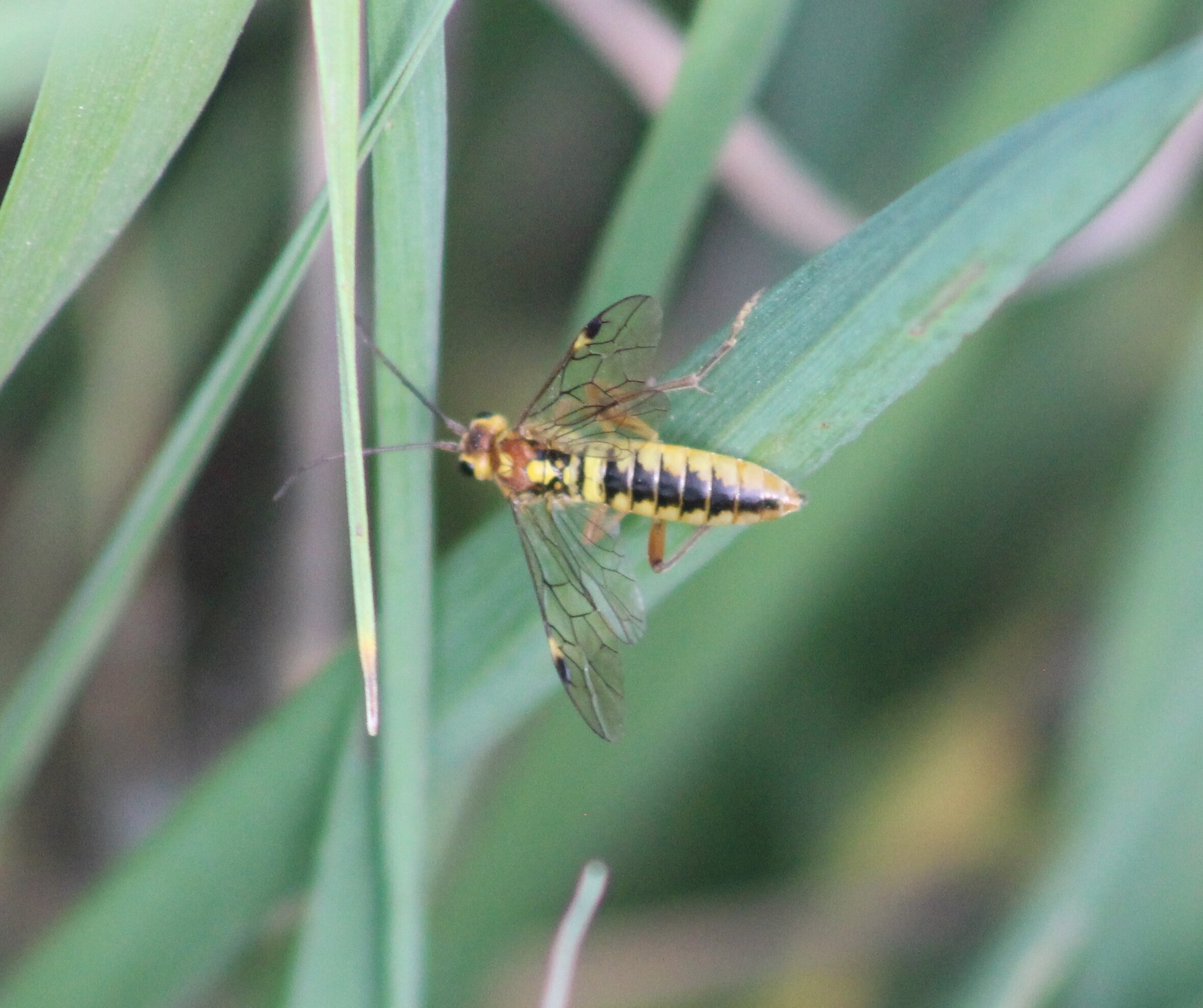 Tenthredopsis sordida