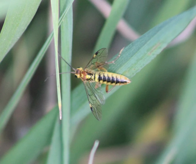 Tenthredopsis sordida