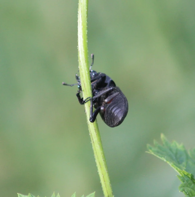 Dorcus parallelipipedus - kis szarvasbogár