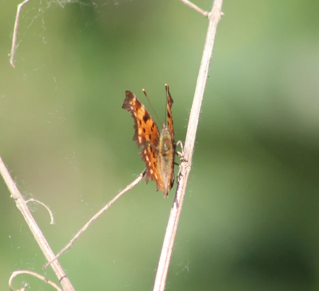 Nymphalis c-album - C-betűs lepke