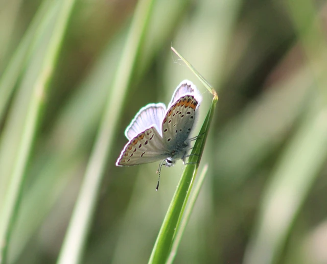 Plebejus argyrognomon - tintakék boglárka