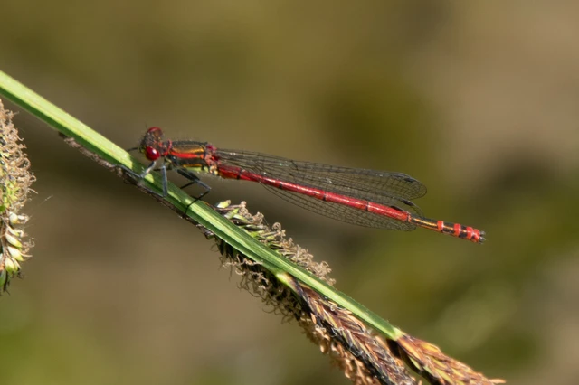 Pyrrhosoma nymphula interposita - vörös légivadász