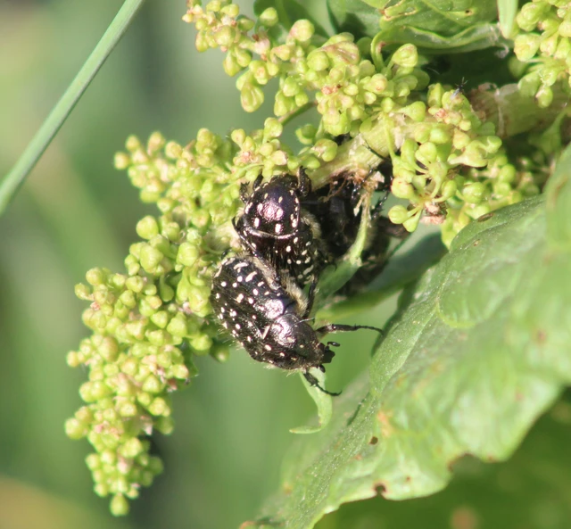 Oxythyrea funesta - sokpettyes virágbogár