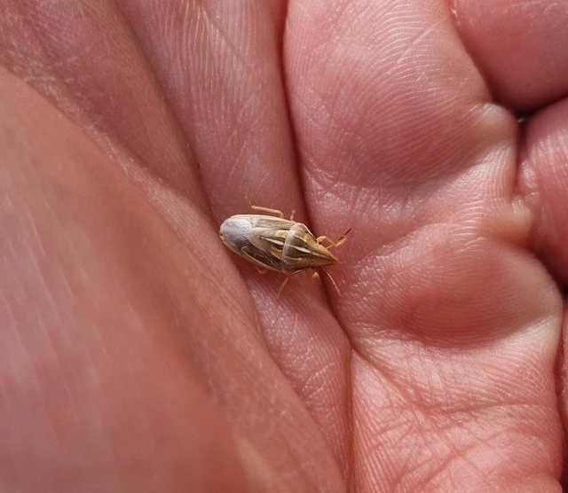 Aelia rostrata - csőrös szipolypoloska Aelia rostrata - csőrös szipolypoloska