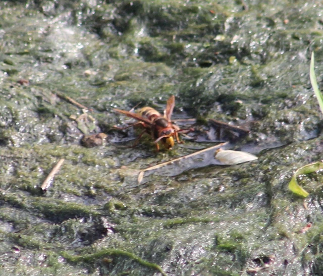 Vespa crabro - lódarázs