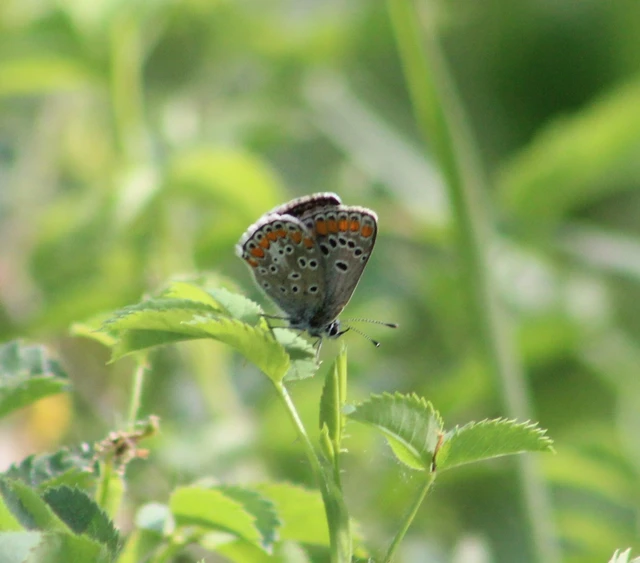 Aricia agestis - szerecsenboglárka