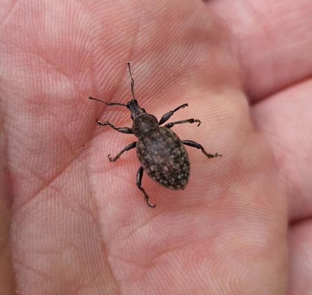 Otiorhynchus ligustici - vincellér-gyalogormányos