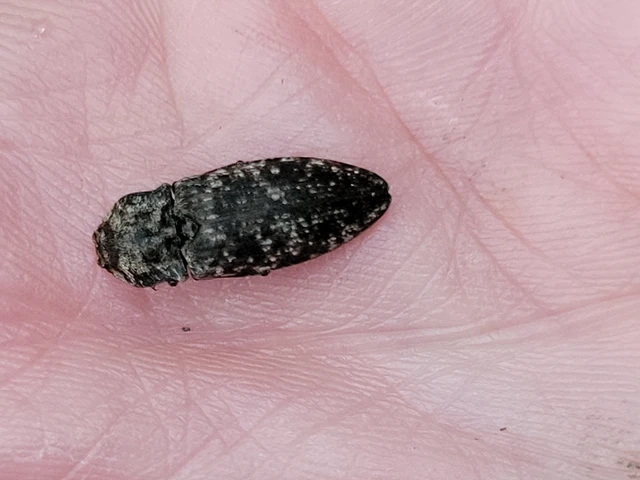 Agrypnus murinus - egérszínű pikkelyespattanó