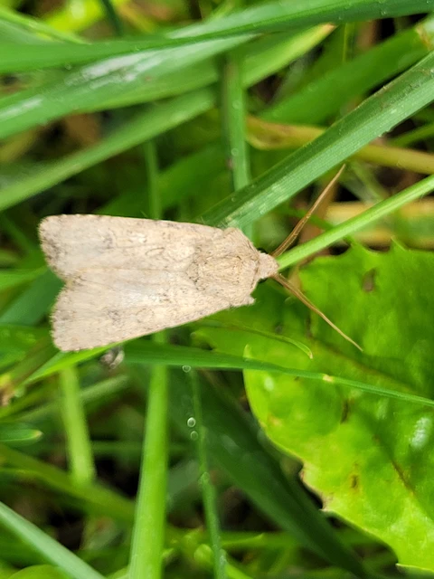 Agrotis segetum - vetési földibagoly