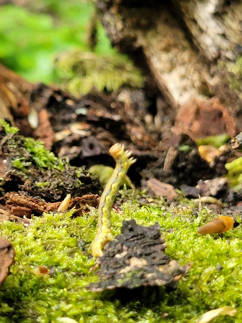 Erannis defoliaria - nagy téliaraszoló