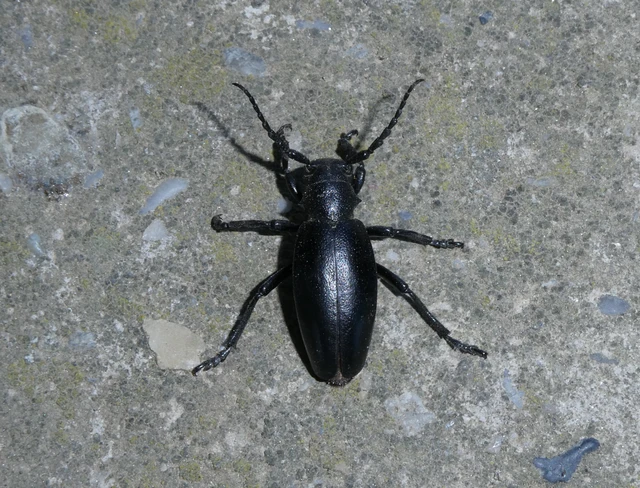 Dorcadion aethiops - fekete gyalogcincér Dorcadion aethiops - fekete gyalogcincér
