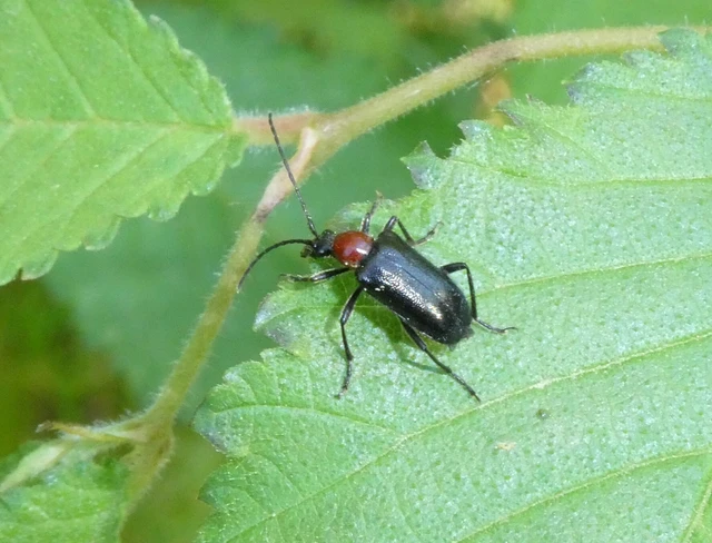 Dinoptera collaris - vörösnyakú virágcincér