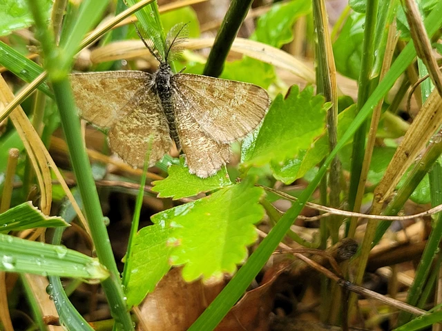 Ematurga atomaria - barna rétiaraszoló