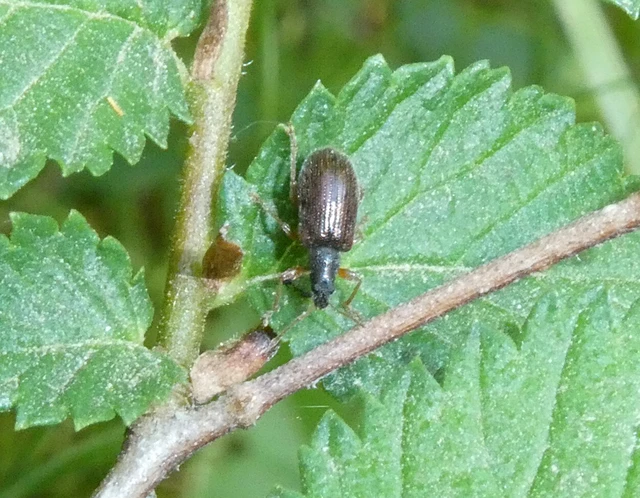 Phyllobius oblongus - közönséges levélormányos
