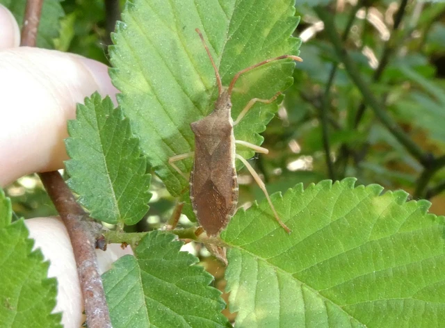 Gonocerus acuteangulatus - aranypetés karimáspoloska