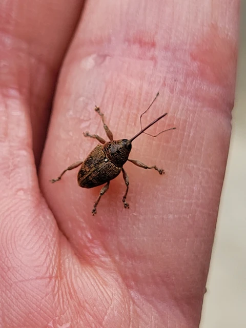 Curculio glandium - tölgymakkzsuzsóka