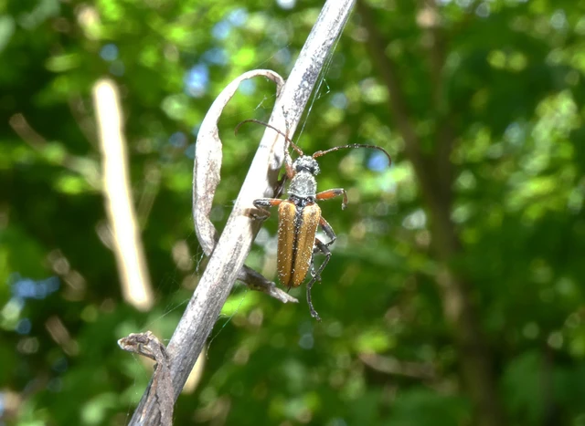 Cortodera humeralis - négyfoltos cserjecincér