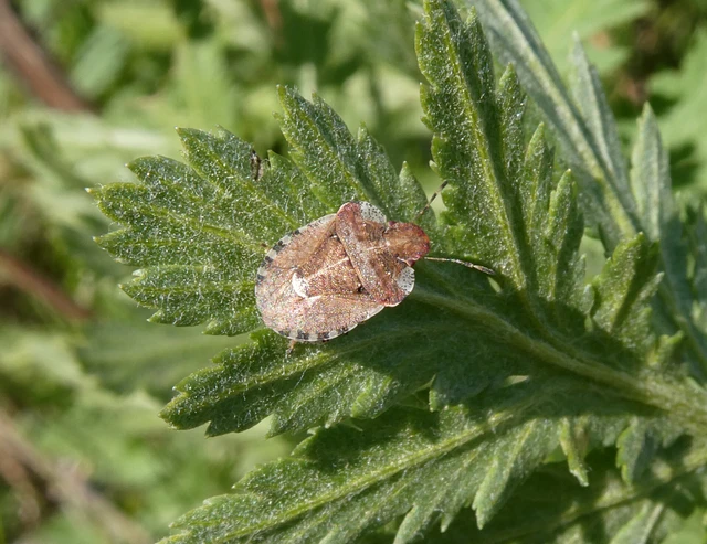 Dyroderes umbraculatus Dyroderes umbraculatus