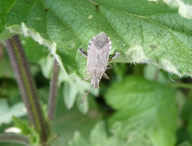 Ceraleptus gracilicornis - tüskéslábú karimáspoloska