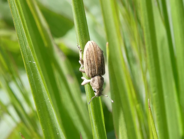Tanymecus dilaticollis - kukorica-hegyesfarúbarkó