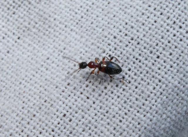Anthelephila pedestris - hangyaszerű fürgebogár