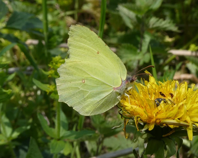 Gonepteryx rhamni - citromlepke