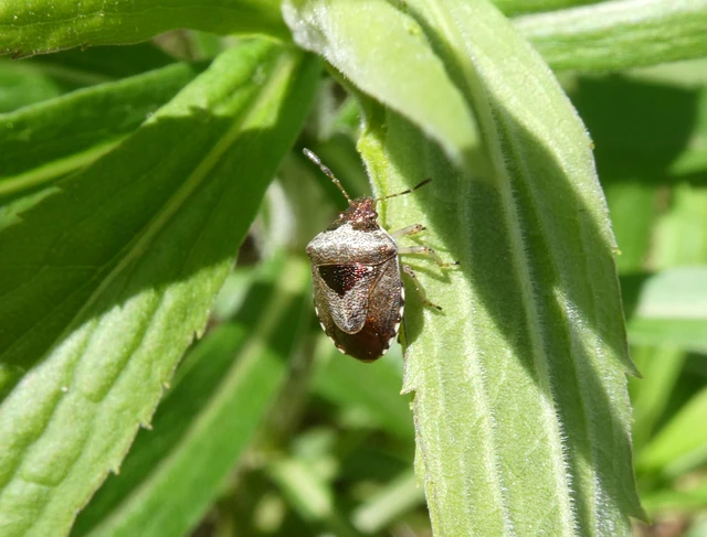 Stagonomus venustissimus - foltos feketefejű-poloska Stagonomus venustissimus - foltos feketefejű-poloska
